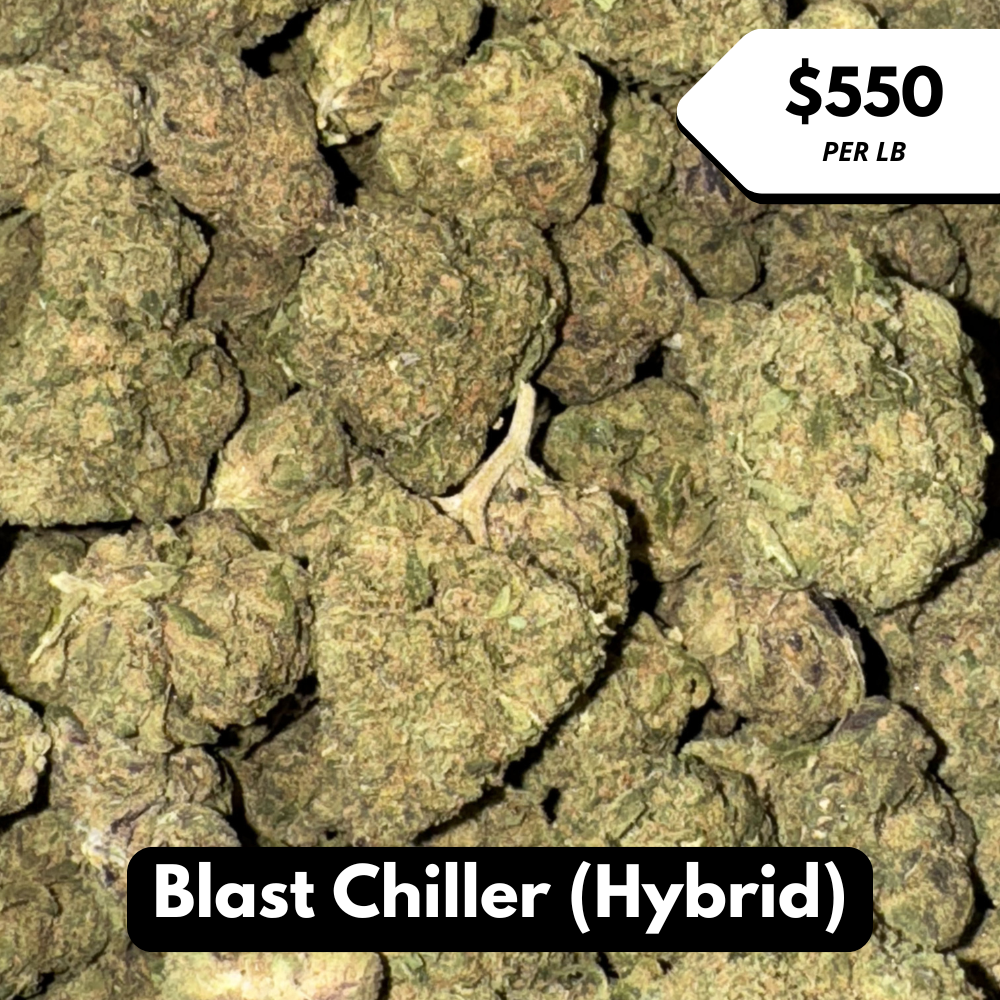 Natural THC-A Flower (Hybrid ~ Blast Chiller)