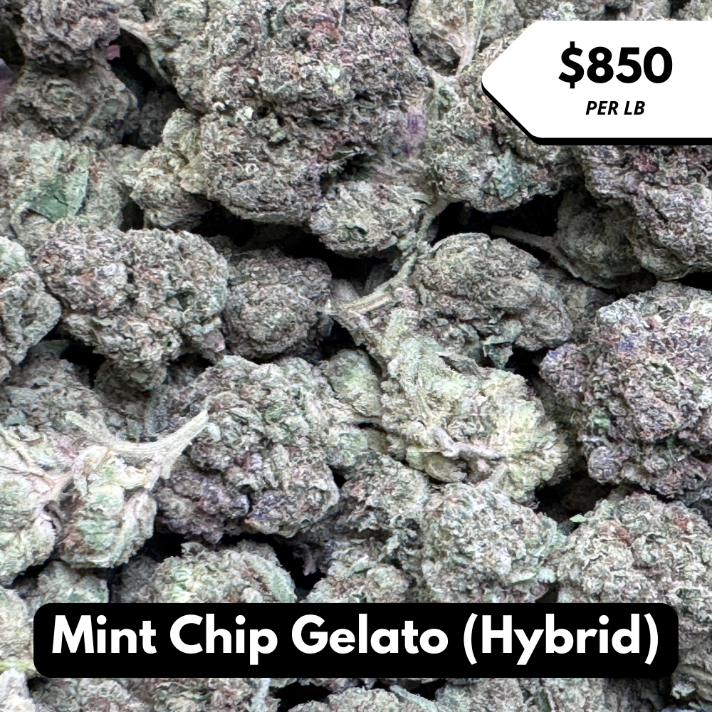 Natural THC-A Flower (Hybrid ~ Mint Chip Gelato)