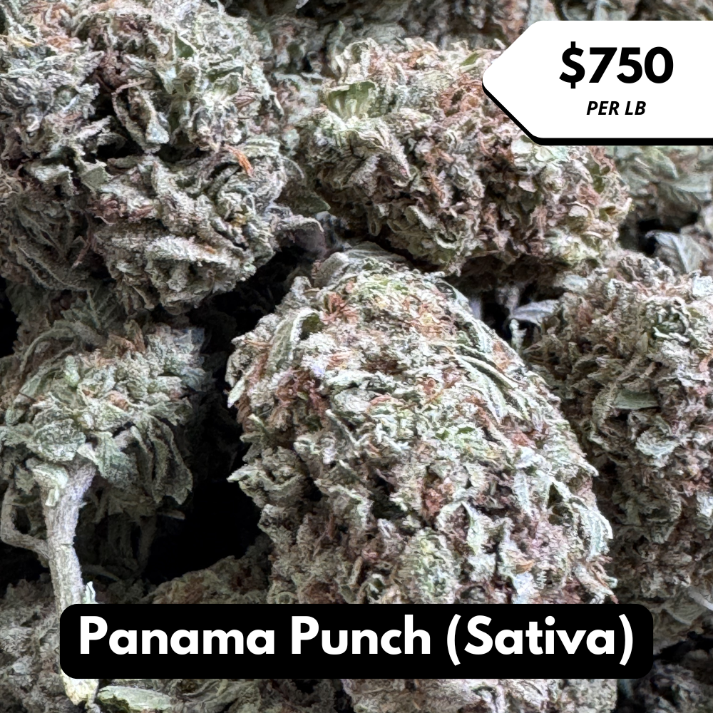 Natural THC-A Flower (Sativa ~ Panama Punch)
