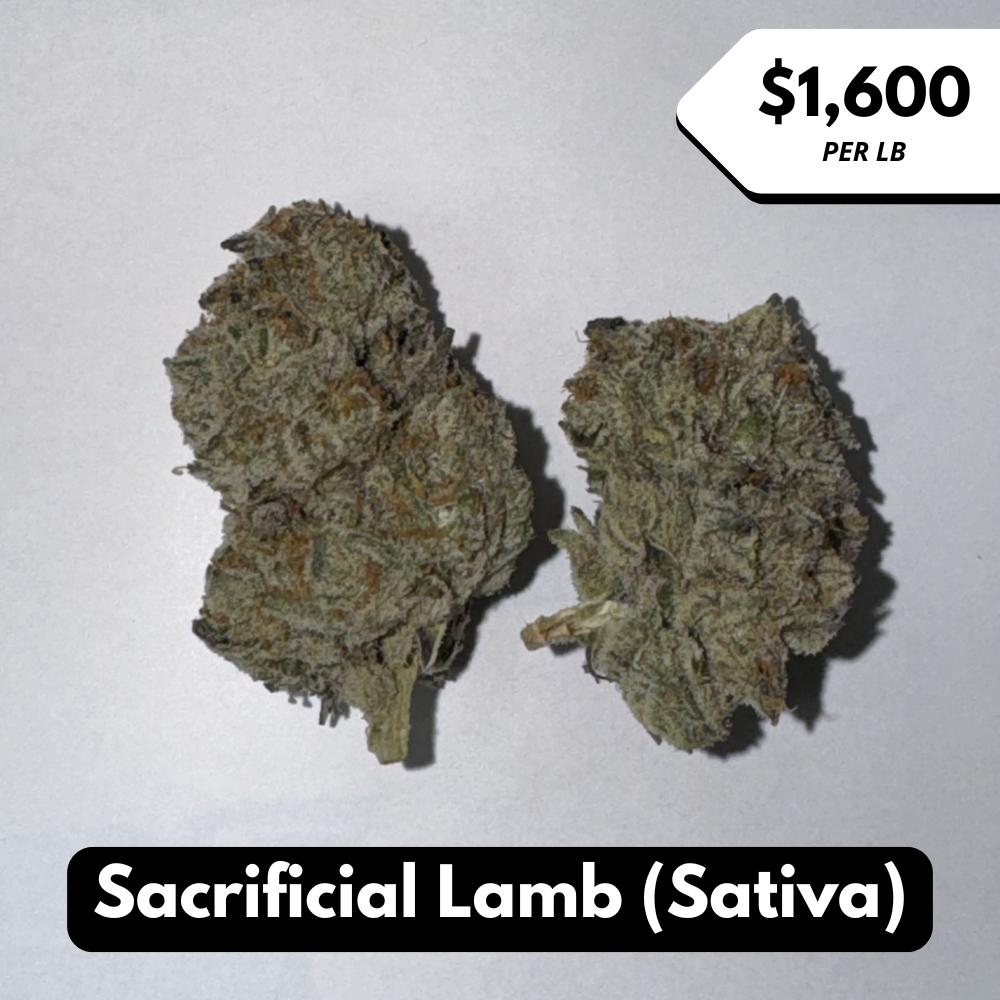 Natural THC-A Flower (Sativa ~ Sacrificial Lamb)