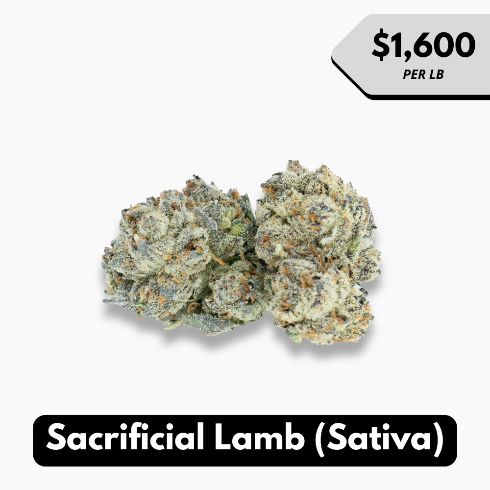 Natural THC-A Flower (Sativa ~ Sacrificial Lamb)