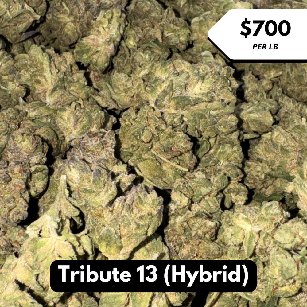 Natural THC-A Flower (Hybrid ~ Tribute 13)
