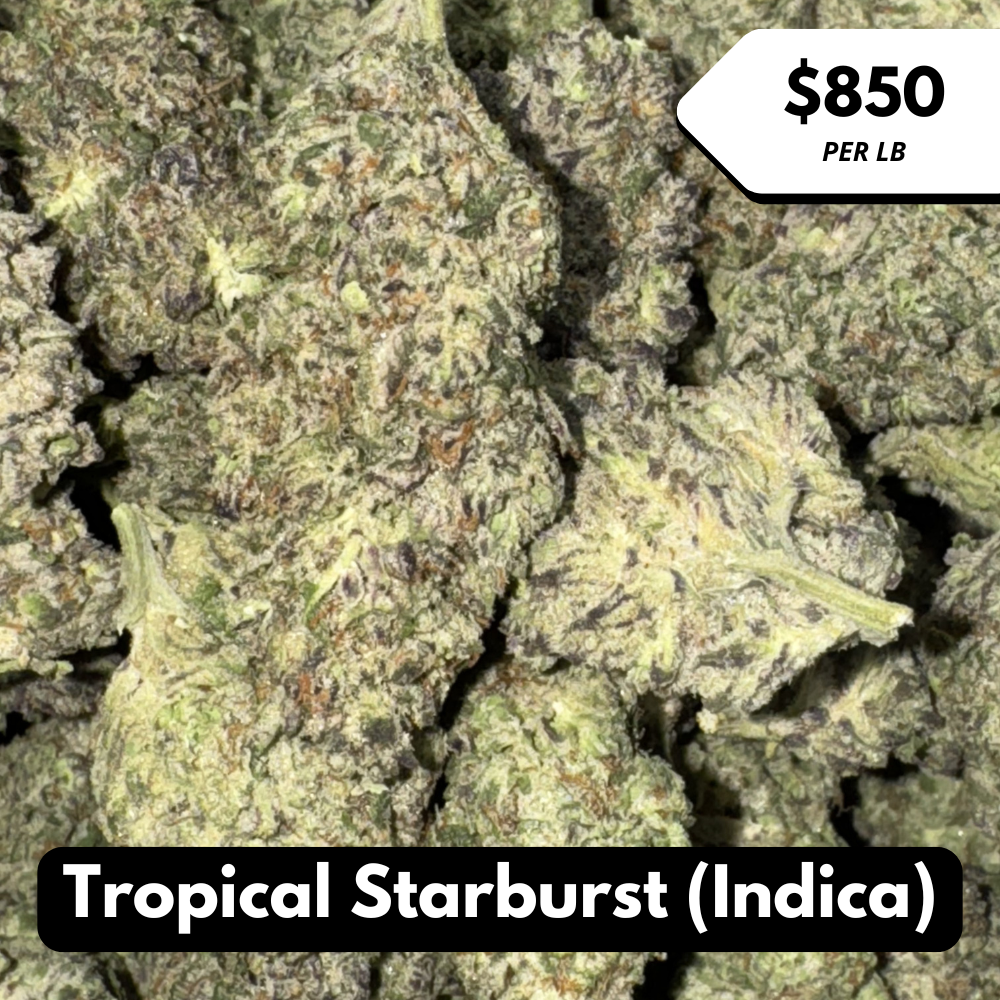 Natural THC-A Flower (Indica ~ Tropical Starburst)